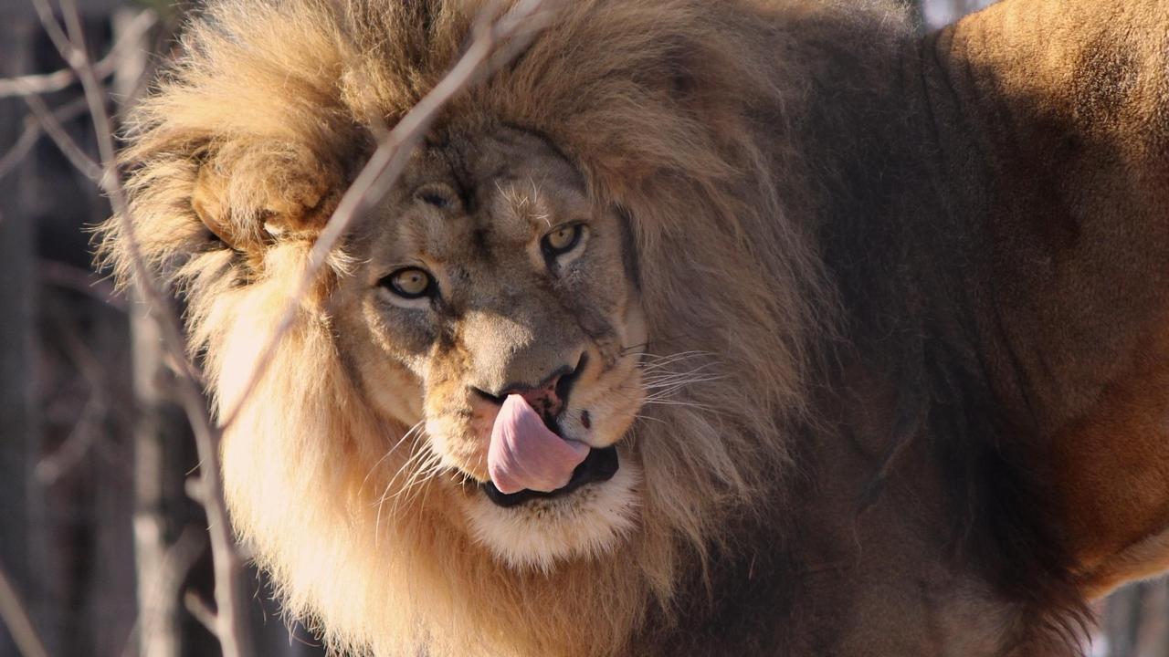 Lion licking its lips